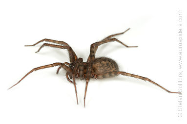 Common House Spider Tegenaria domestica – Nature Journeys