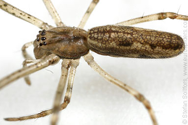 Dark stretch-spider Tetragnatha nigrita