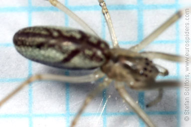 Silver stretch-spider Tetragnatha pinicola