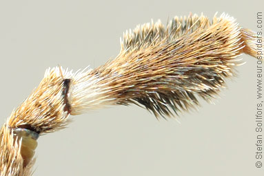Hothouse featherleg Uloborus plumipes